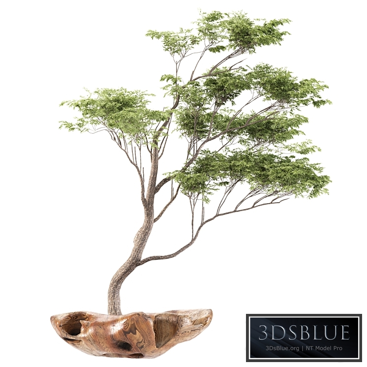 bonsai5