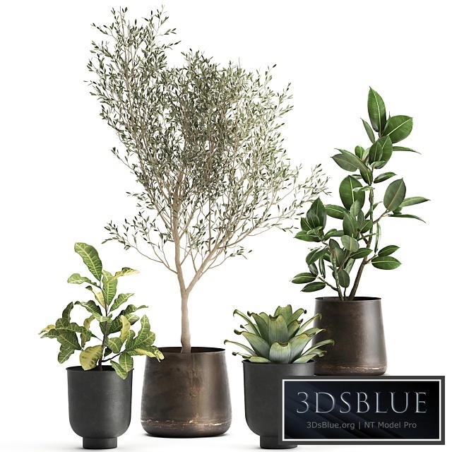 Plant collection 982. Oliva, tree, ficus, croton, metal flowerpot, industrial style, rust