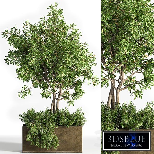 Outdoor plants tree 13