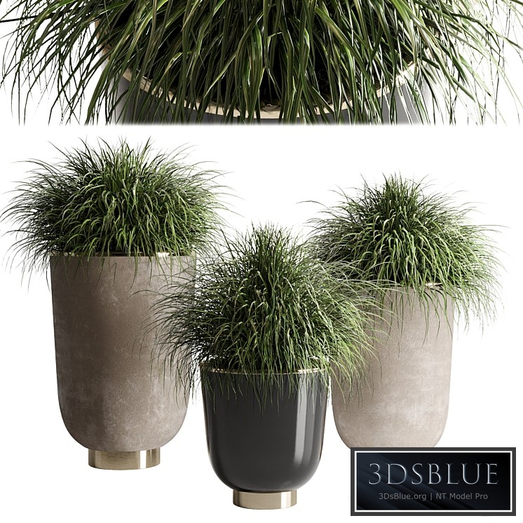 collection Indoor plant 54 vase concrete plant grass pot