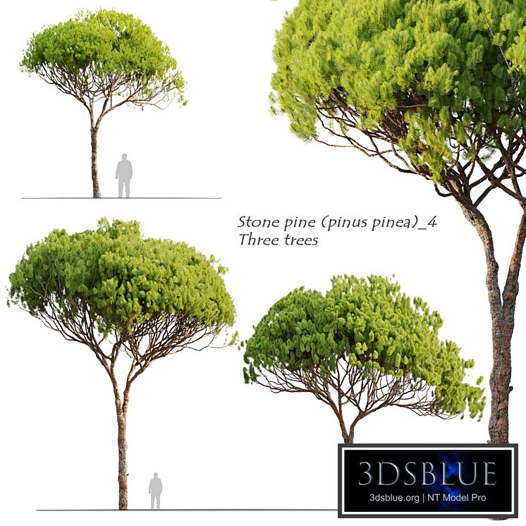 Stone pine_4 (Pinus pinea)