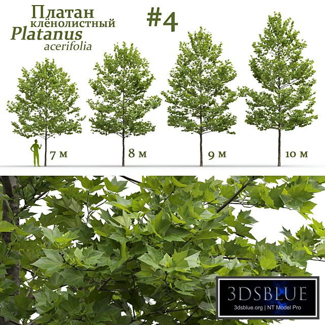 Plane-tree / Sycamore / Platanus acerifolia #4