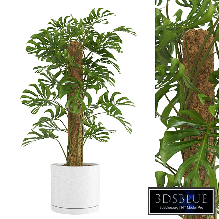 Indoor Monstera Plant