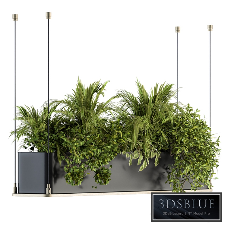 indoor Plant Set 218 - Hanging Plants