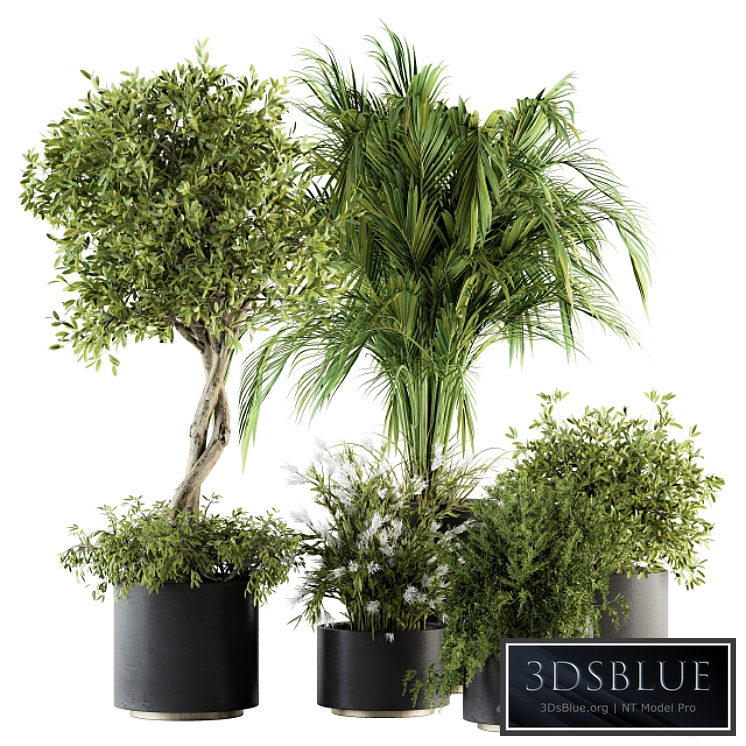 indoor Plant Set 222 - Plant Set in pot