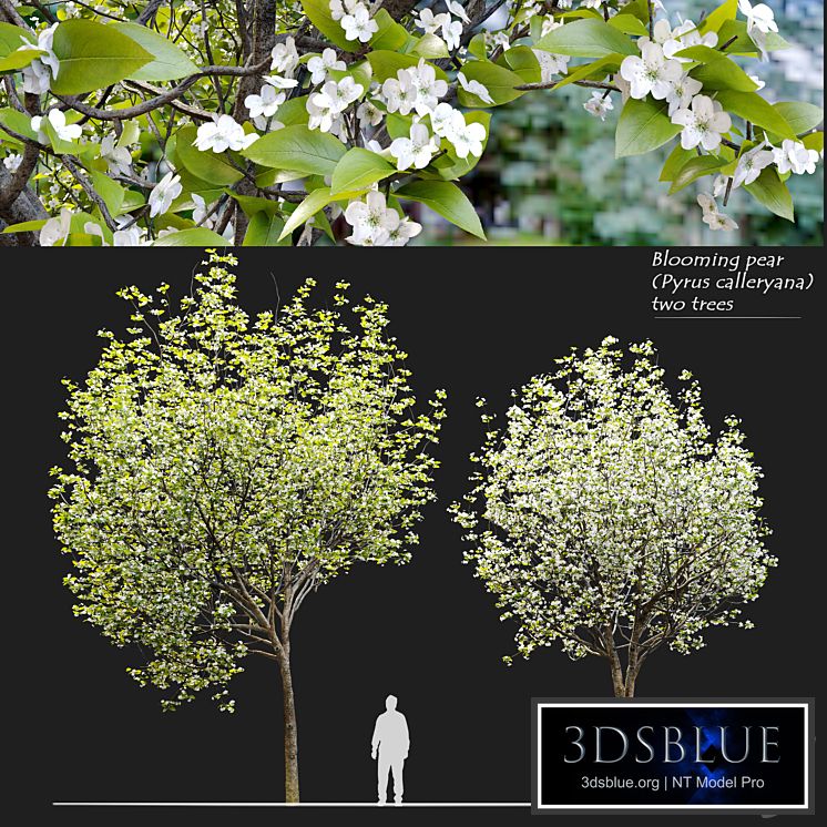 Callery pear (pyrus calleryana)