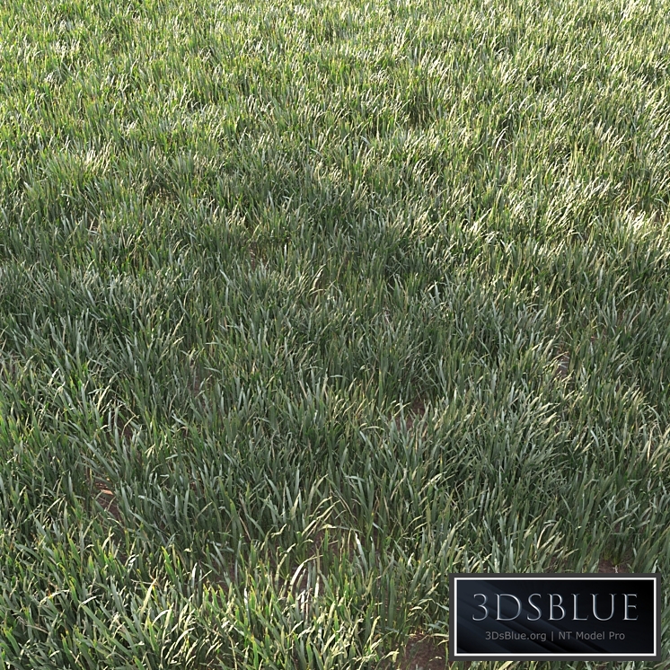 grass for landscape 11