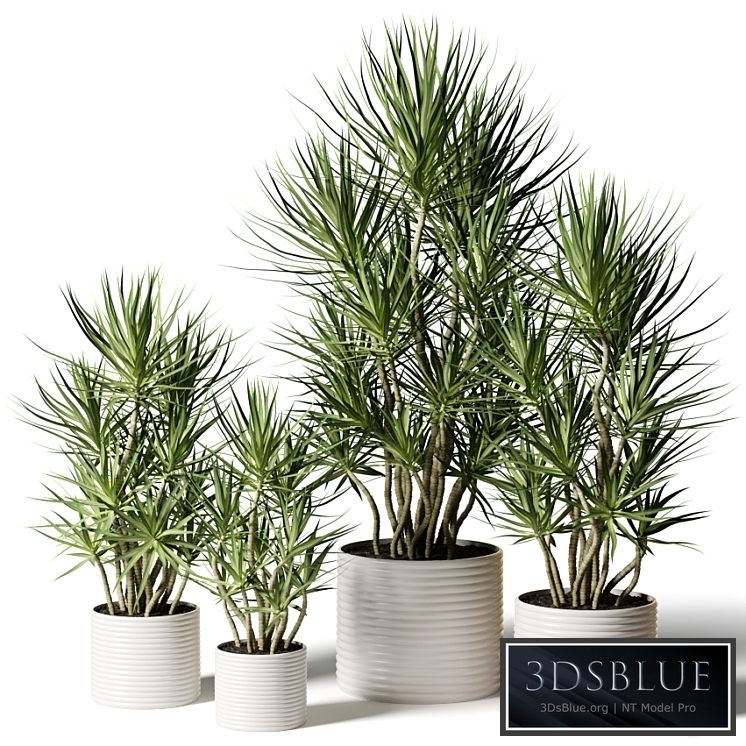 Dracaena in assortment