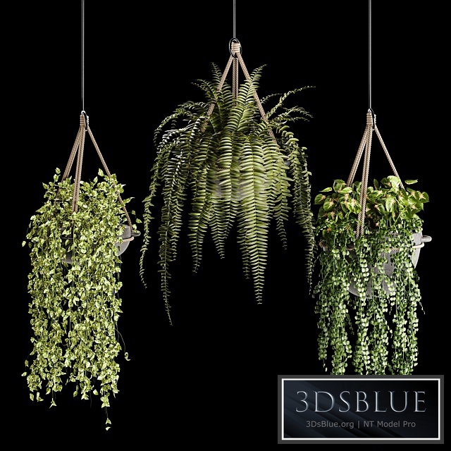 Indoor plant collection 02