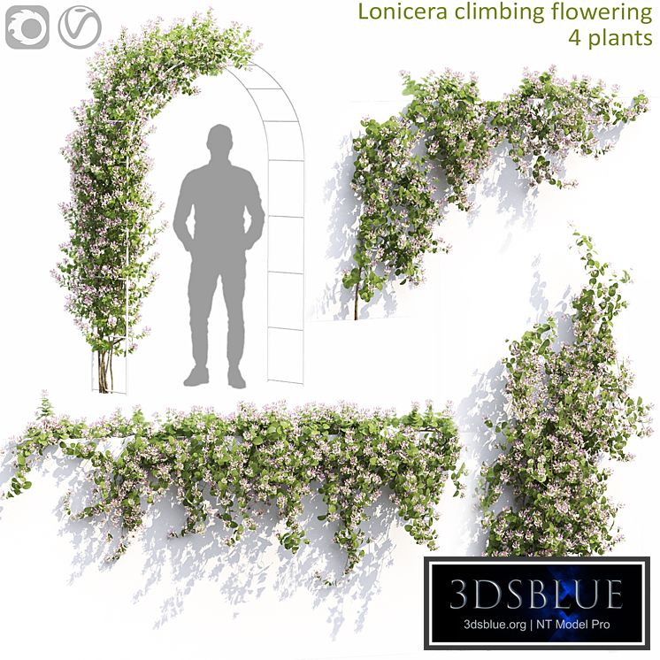 Lonicera flowering # 1