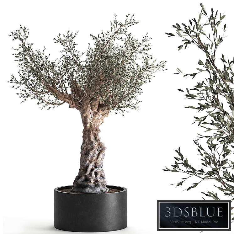 European olive 985. Oliva, tree, landscaping, metal flowerpot, outdoor, topiary