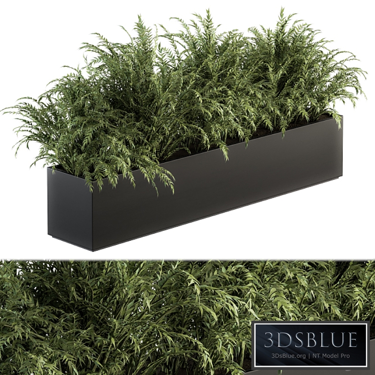 Outdoor Plant Set 232 - Polypodiales in Plant Box