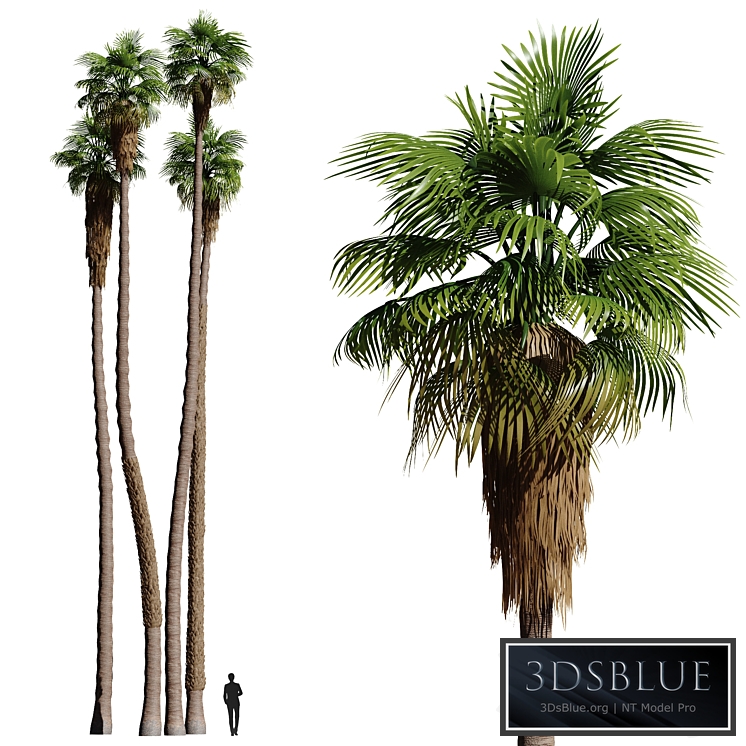 Set of California fan palm trees (Washingtonia palms)