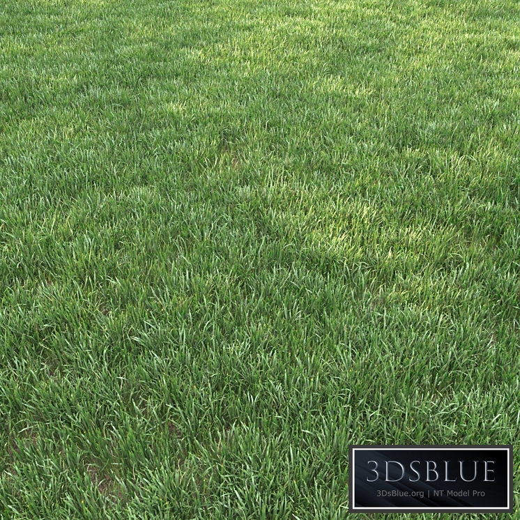 grass for landscape 12