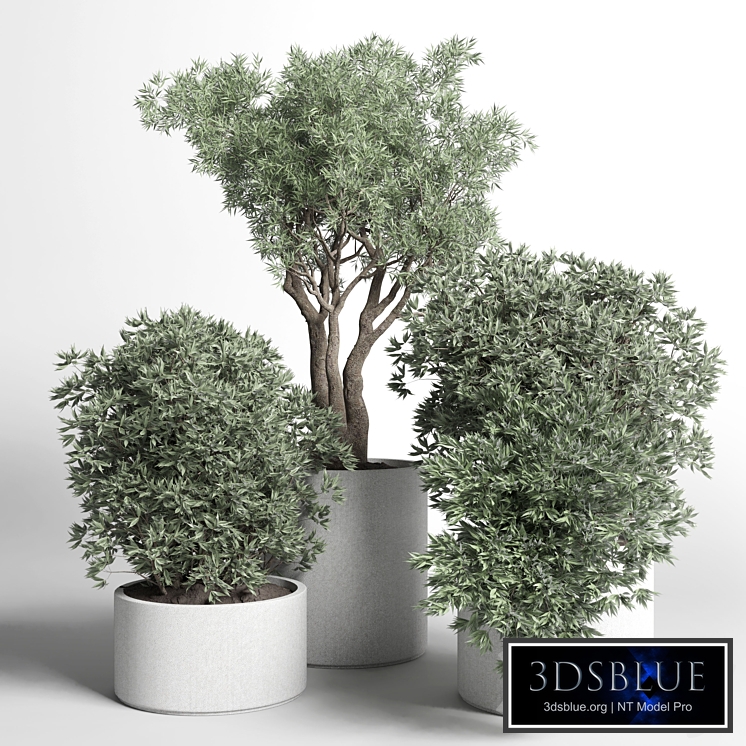 Collection outdoor plant 37 pot plant and tree concrete vase