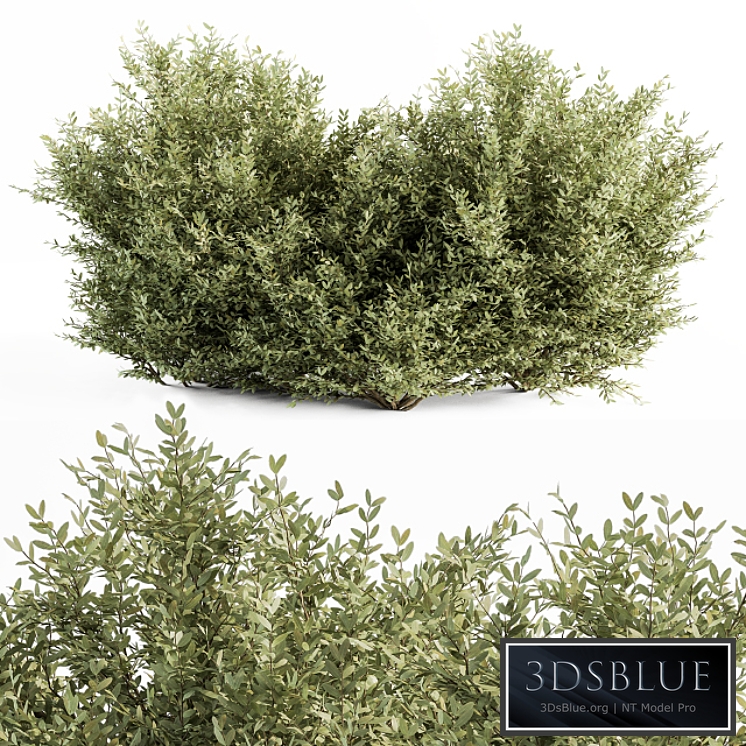 Buxsus Leaf Bush - Bush Set 27
