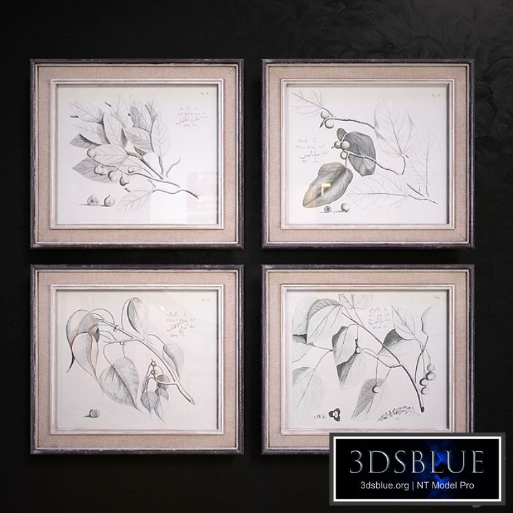 Sepia Leaf Study pictures