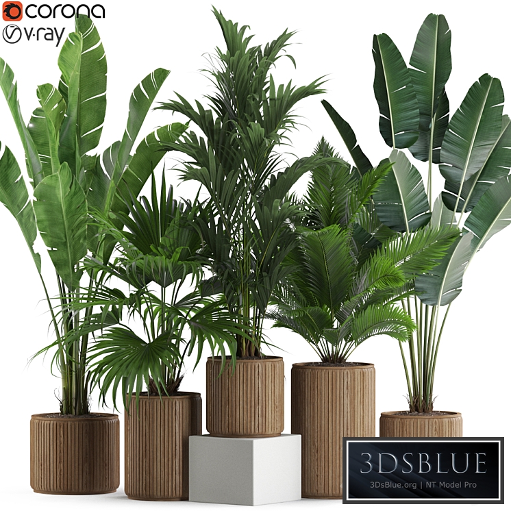 Plants collection 539