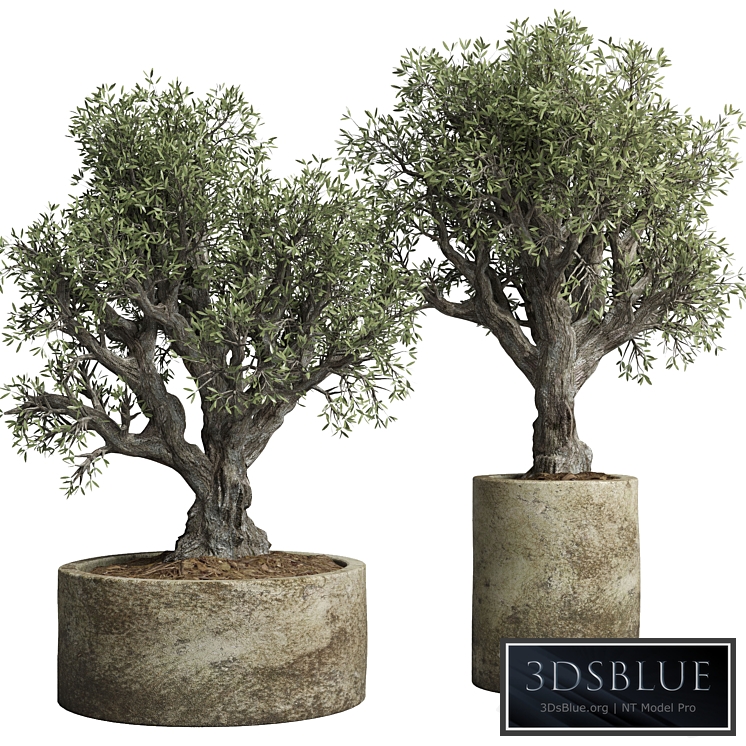 Collection outdoor plant 38 pot old olive tree concrete old vase
