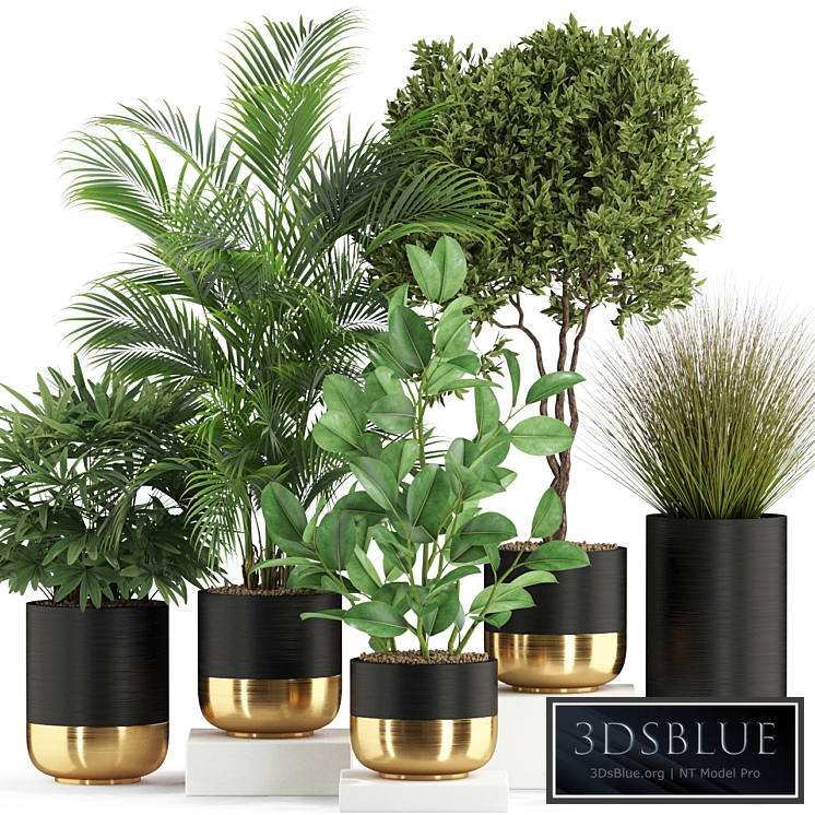 Plants collection 540