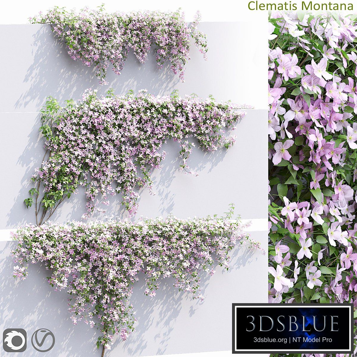 Clematis Montana # 1