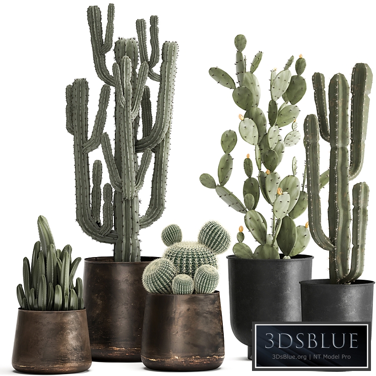 Plant collection 992. Cacti, Prickly Pear, Carnegia, Round Cactus, Metal Pot, Rust, Prickly pear, Barrel Cactus