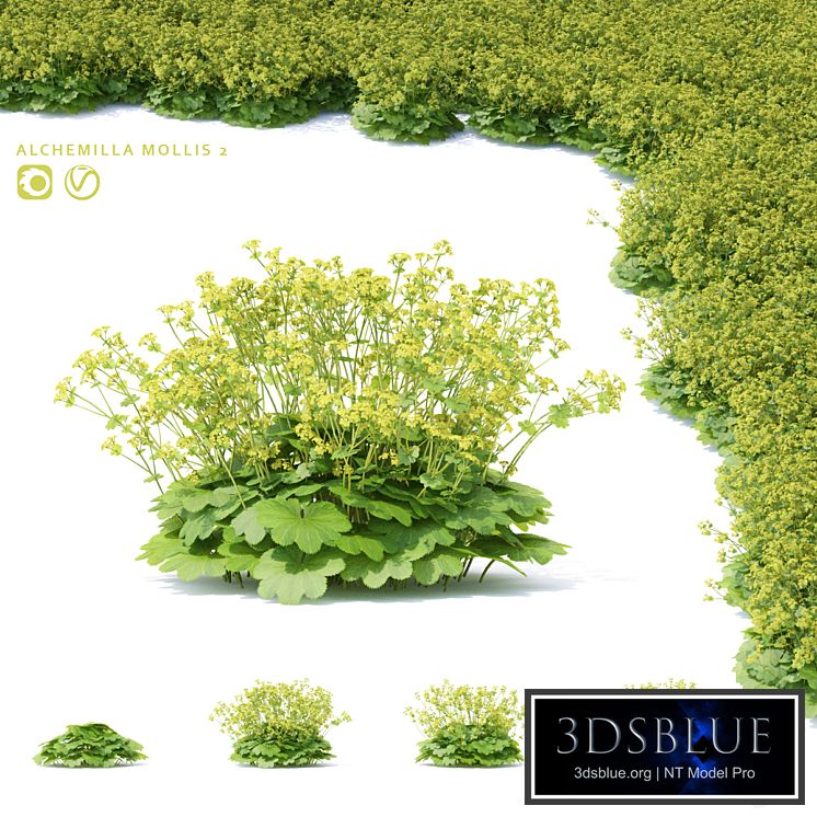 Soft flowers cuff | Alchemilla mollis 2