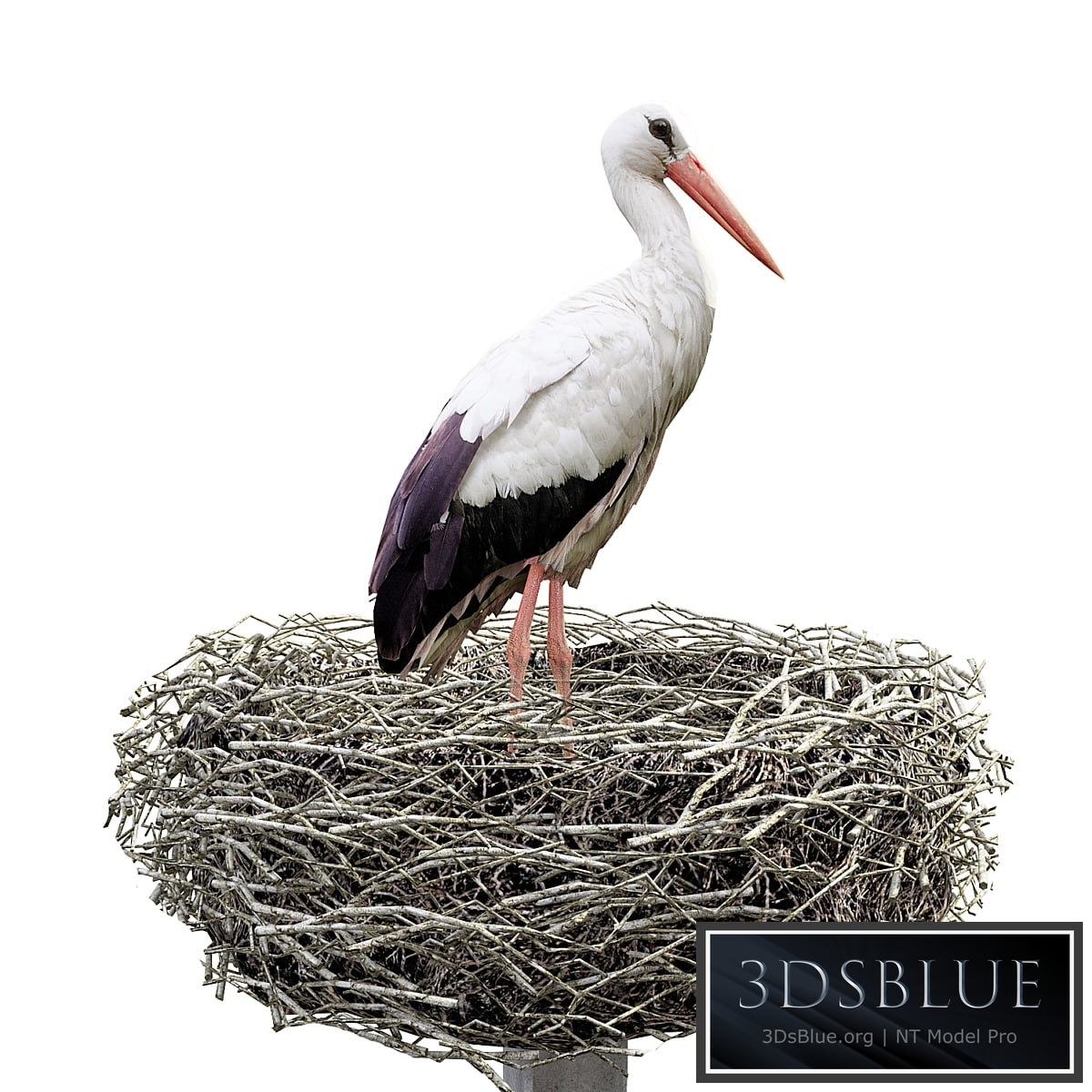 Stork