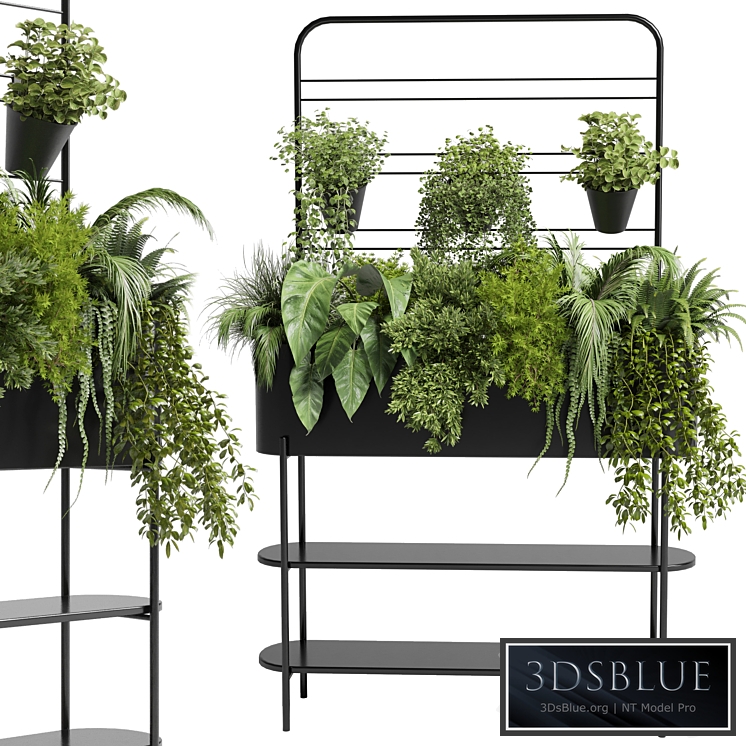 Collection Indoor plant 69 Auckland Black Metal Flower Box plant ivy fern pots