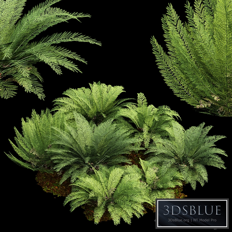 Mother spleenwort Fern Asplenium bulbiferum 7Models