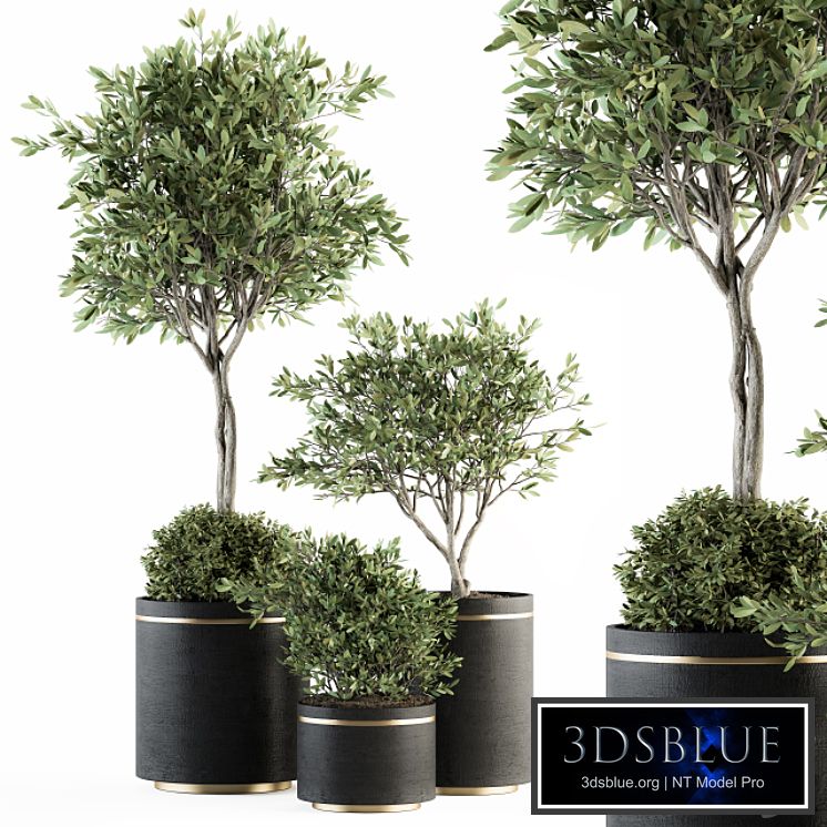 indoor Plant Set 239 - Olive in Pot