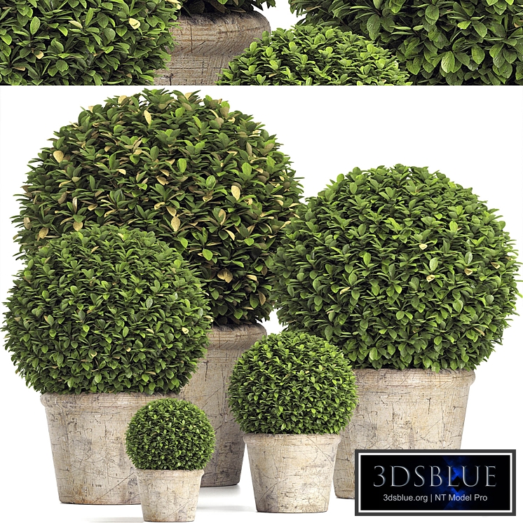 Preserved Boxwood Globe RH - Indoor Plant 219