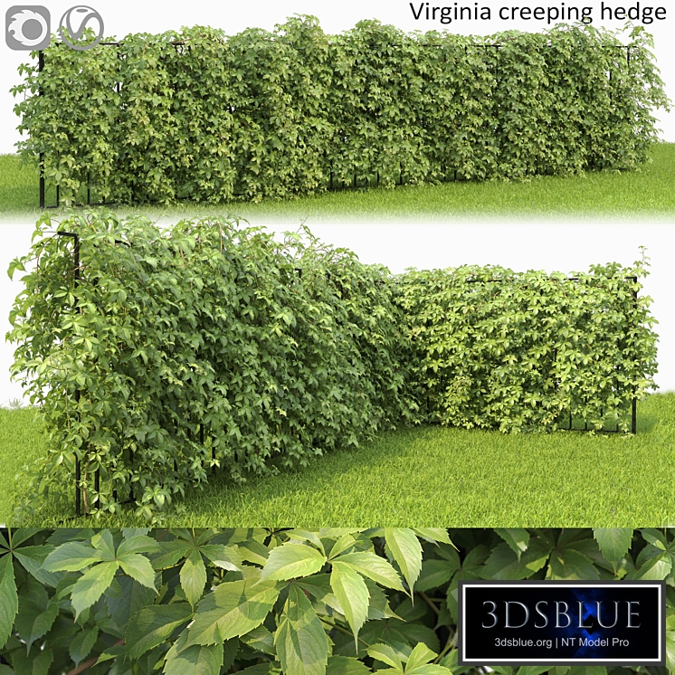 VIRGINIA creeper