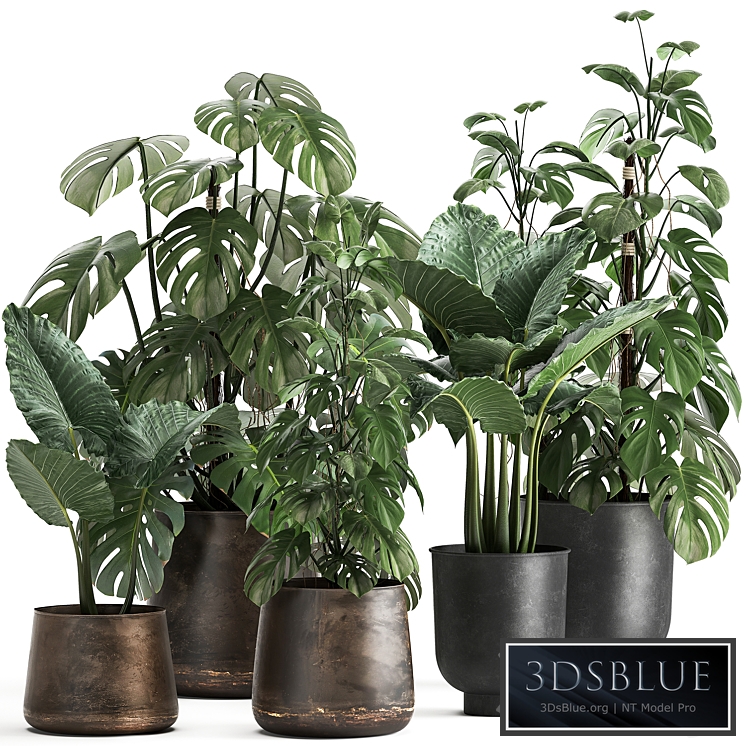 Plant collection 999. Monstera, pot, loft, Alokaziya, flowerpot, loft, metal pot, flowerpot, rust, black, bushes, thickets