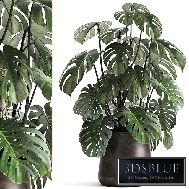 Plant collection 1001. Monstera, pot, flowerpot, bush, rusty, loft, decorative, metal flowerpot, pot, flower