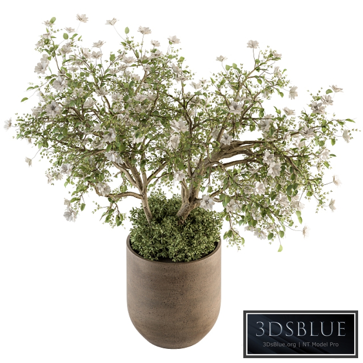 indoor Plant Set 241 - Bonsai Bush with Flowers