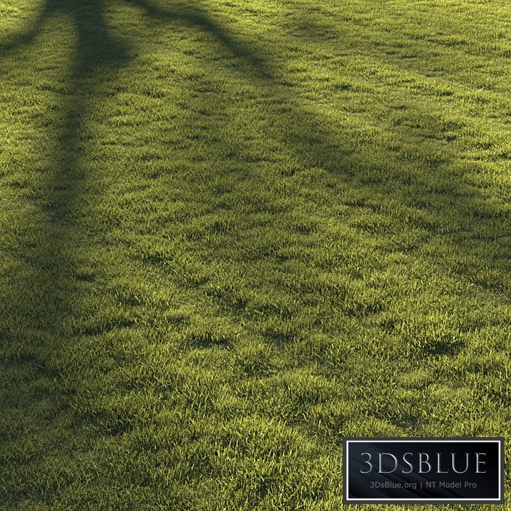Lawn grass №2