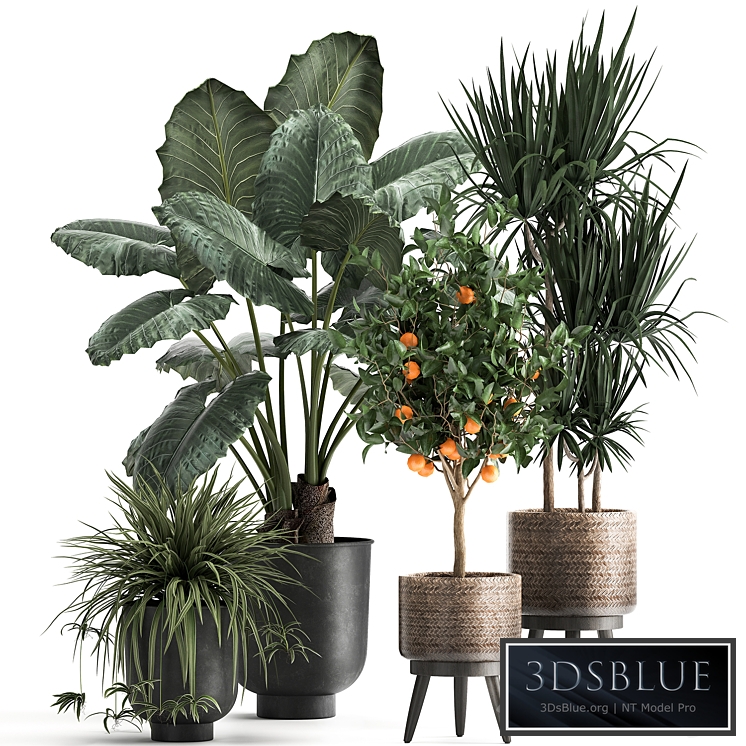 Plant collection 1002. Alocasia, dracaena, basket, pot, orange, tree, loft, indoor plants, bush, flower, metal flowerpot
