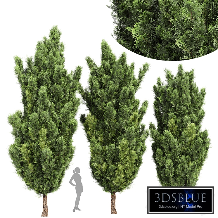 Italian Cypress High details 3Trees