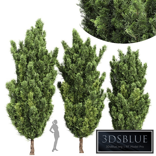 Italian Cypress High details 3Trees