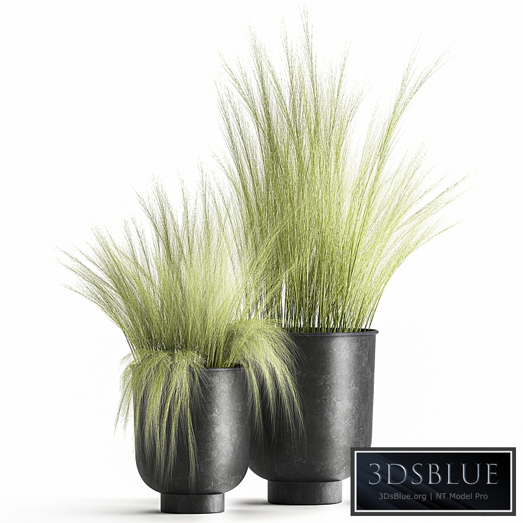 Plant collection 1004. Feather grass, grass, black pot, landscaping, Stipa, Tussock