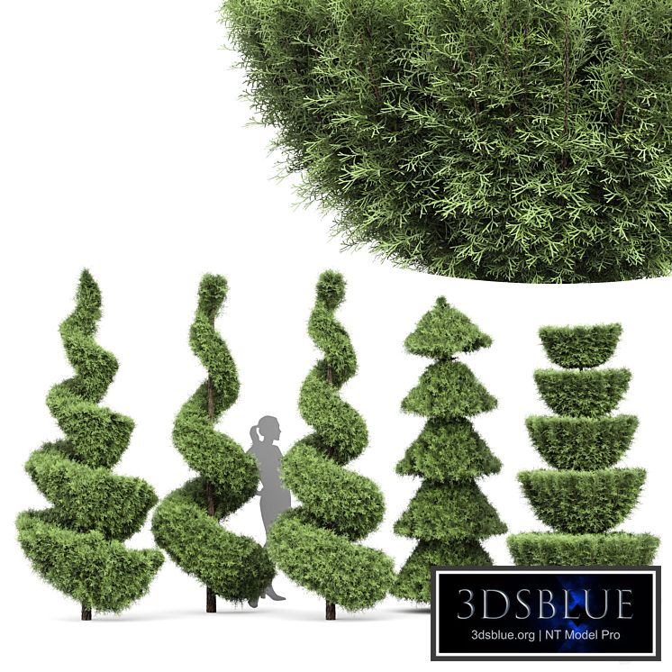 Beloved Italian Cypress 5 trees ideas