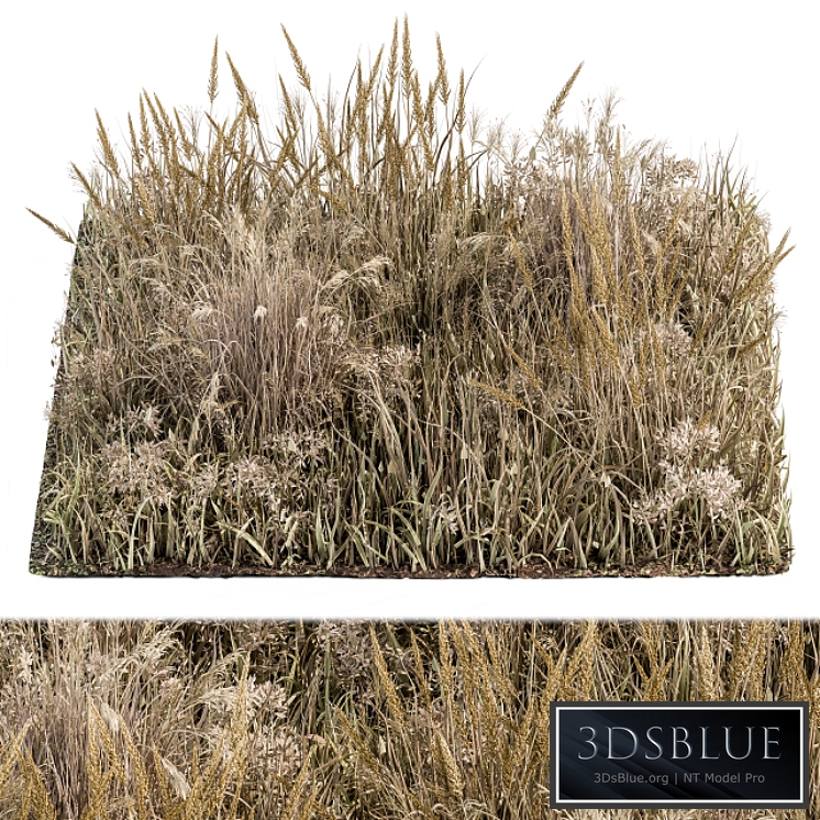 Wild Grass Dried and Wheat - Grass Set 04