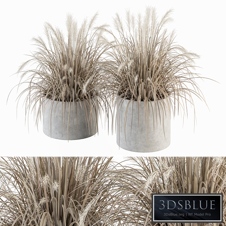 indoor Plant Set 251 - Dried Plants in pot