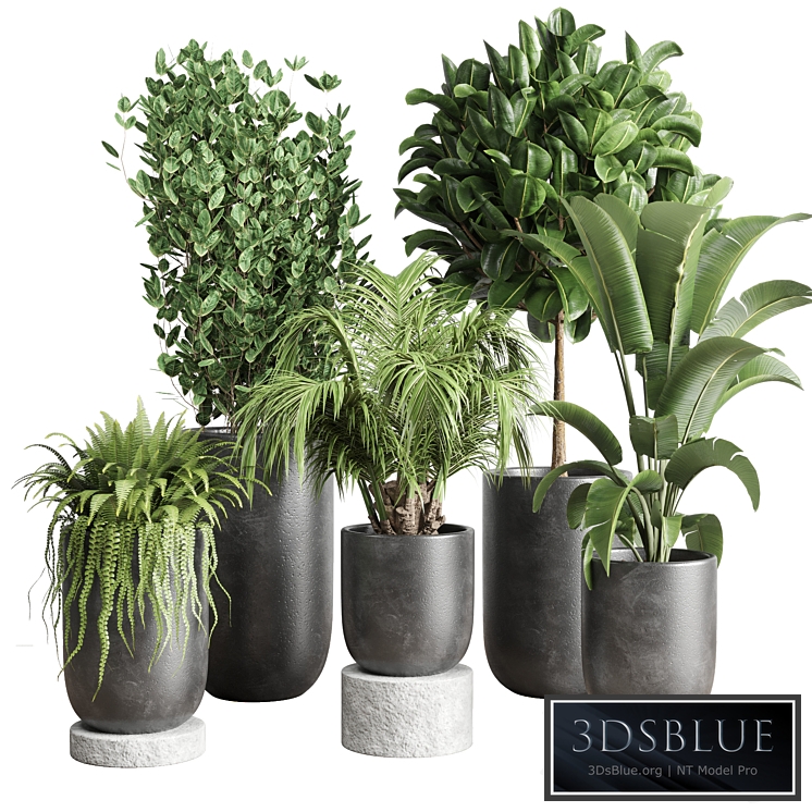 collection Indoor plant 78 pot tree plant palm concrete vase