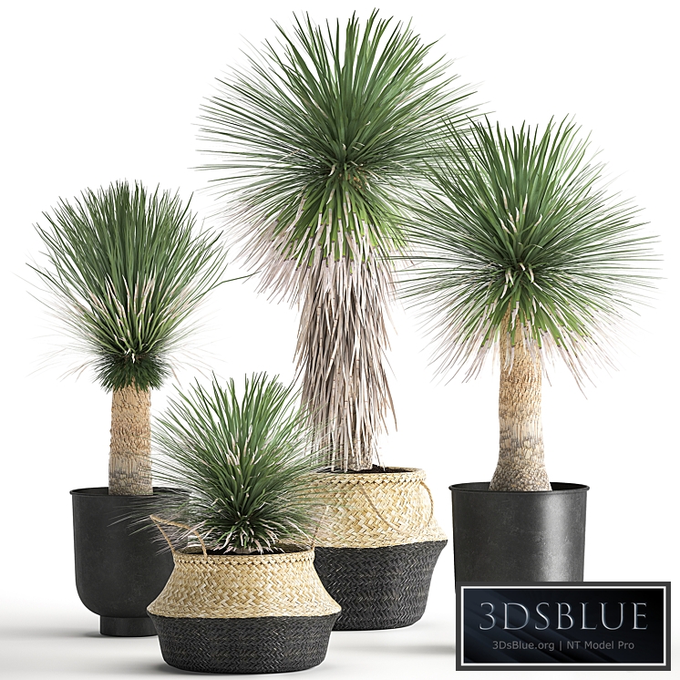 Plant collection 1015. Yucca, basket, rattan, black flowerpot, exotic, tropical, rust, metal pot, desert plants