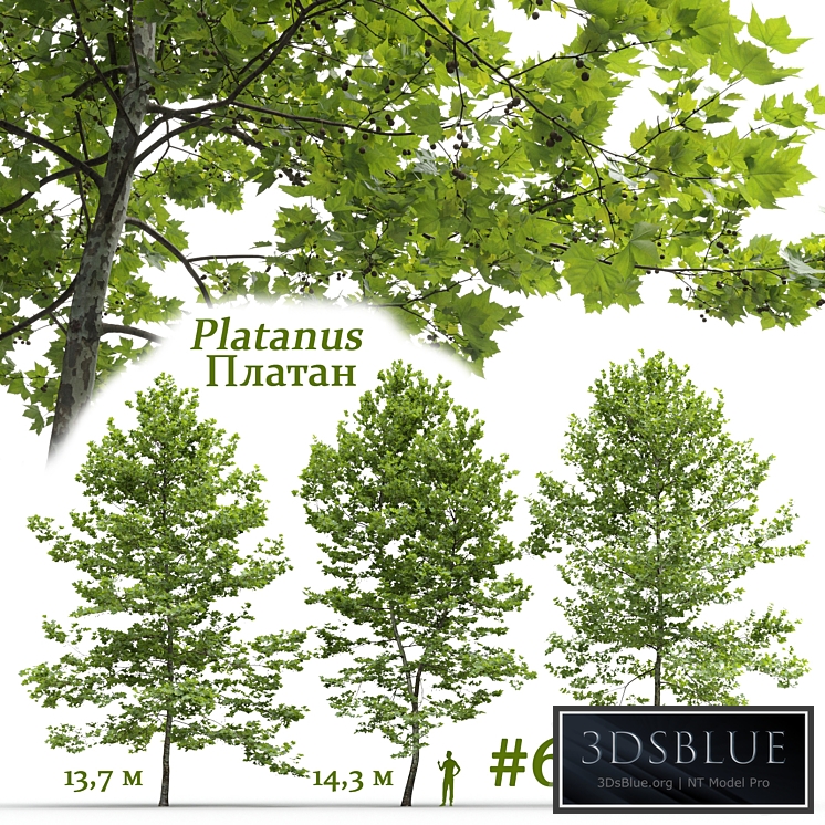 Plane-tree / Sycamore / Platanus #6