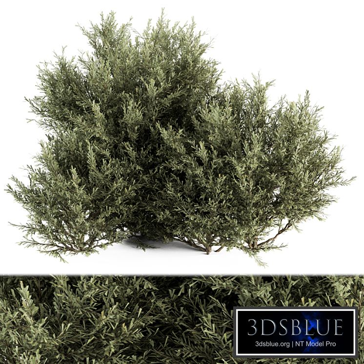 Needle Plant Bush - Bush Set 28