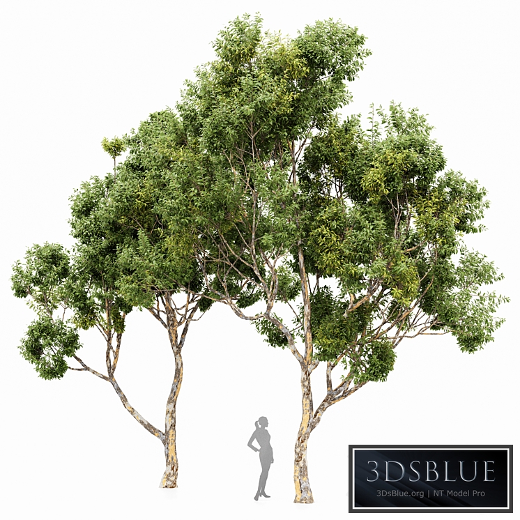 Sydney blue gum 2 trees