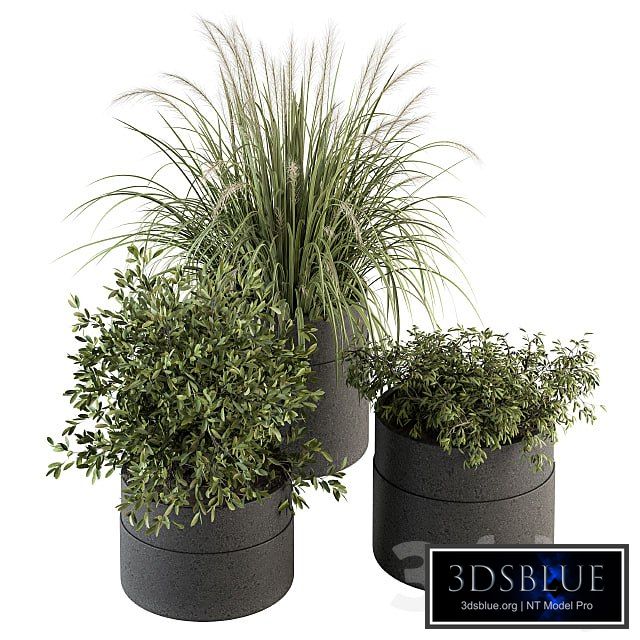 indoor Plant Set 250 - Plants Set in Pot